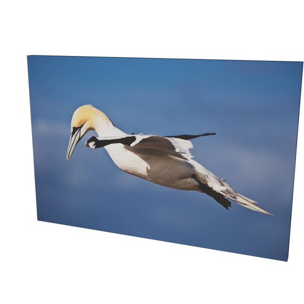 Gannet, Bull Rock, Co. Cork