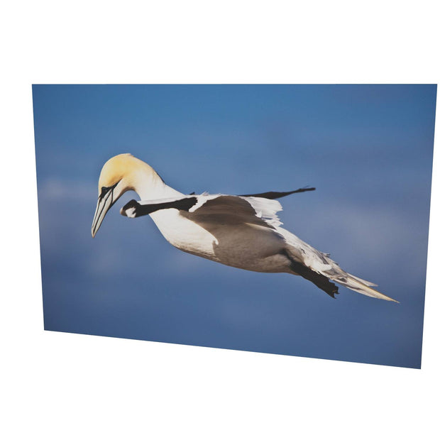 Gannet, Bull Rock, Co. Cork