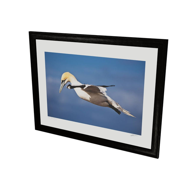 Gannet, Bull Rock, Co. Cork