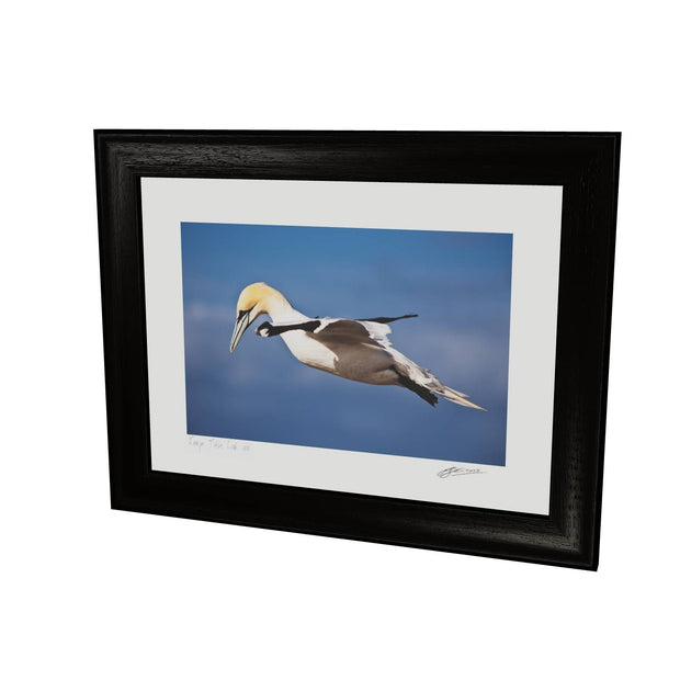 Gannet, Bull Rock, Co. Cork