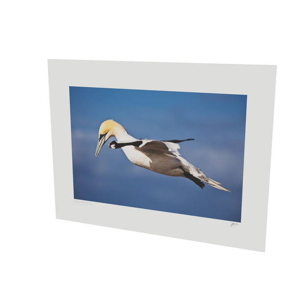 Gannet, Bull Rock, Co. Cork