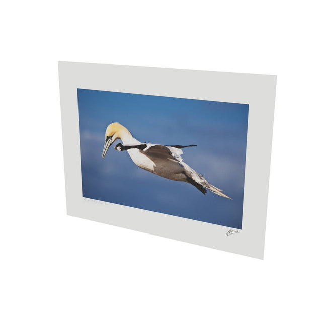 Gannet, Bull Rock, Co. Cork