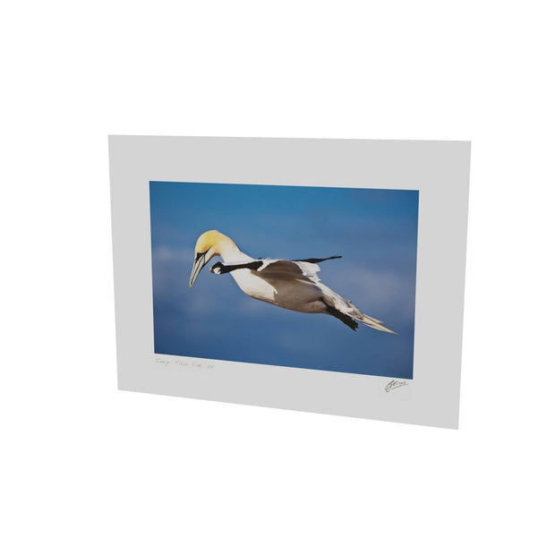 Gannet, Bull Rock, Co. Cork