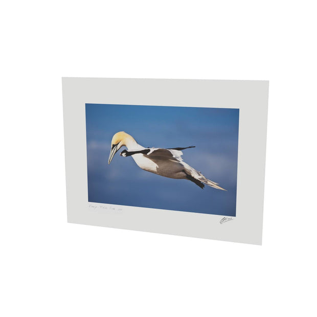 Gannet, Bull Rock, Co. Cork
