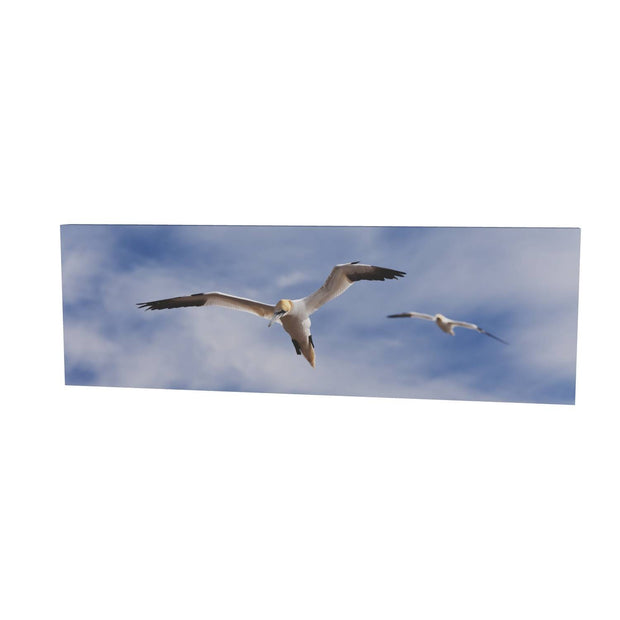 Gannets at Bull Rock Lighthouse