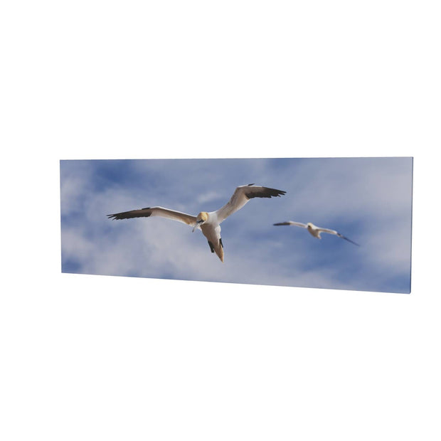 Gannets at Bull Rock Lighthouse