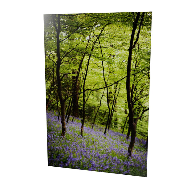 Fairytale Woods, Courtmacsherry, Co. Cork
