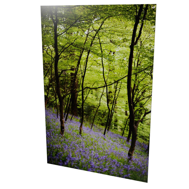 Fairytale Woods, Courtmacsherry, Co. Cork