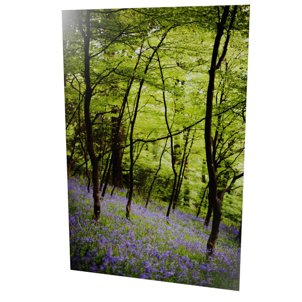 Fairytale Woods, Courtmacsherry, Co. Cork
