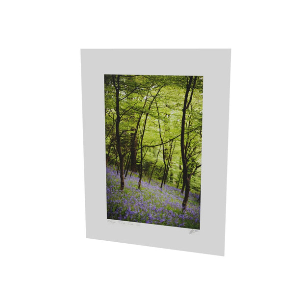 Fairytale Woods, Courtmacsherry, Co. Cork