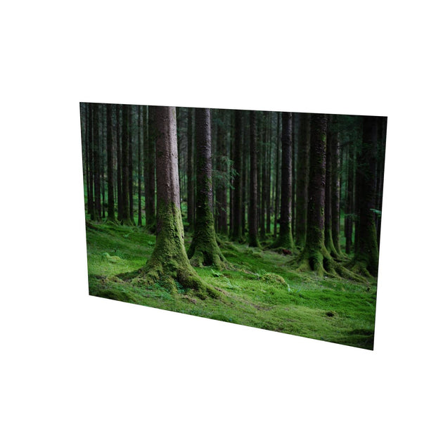 Woods, Gougane Barra, Co. Cork