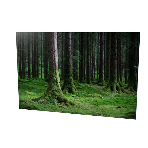 Woods, Gougane Barra, Co. Cork