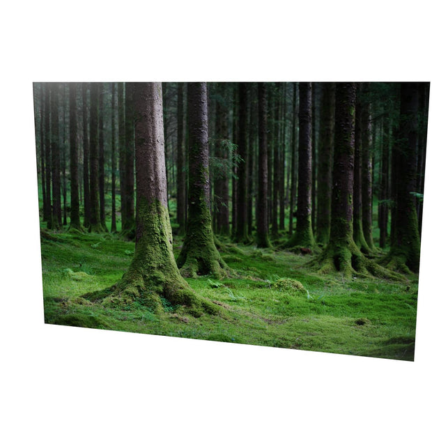 Woods, Gougane Barra, Co. Cork