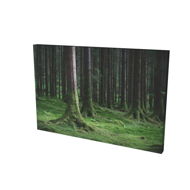 Woods, Gougane Barra, Co. Cork