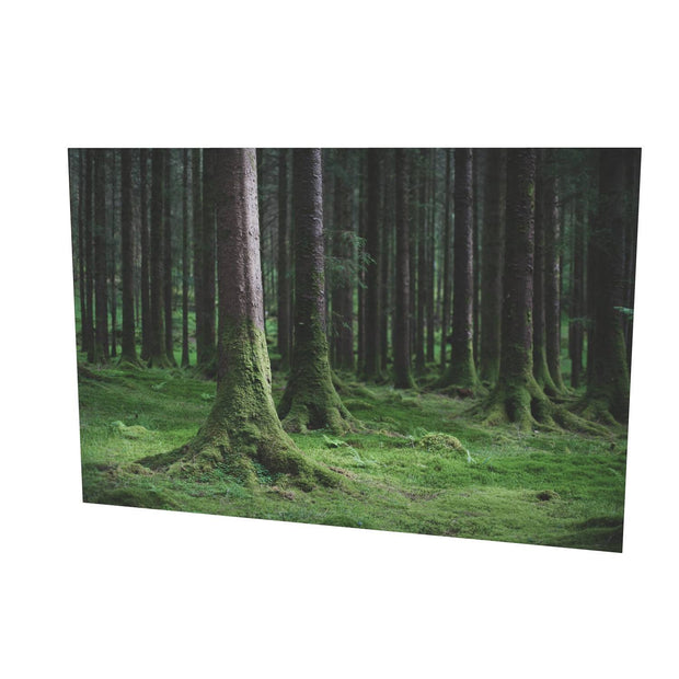Woods, Gougane Barra, Co. Cork