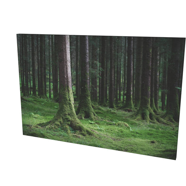 Woods, Gougane Barra, Co. Cork