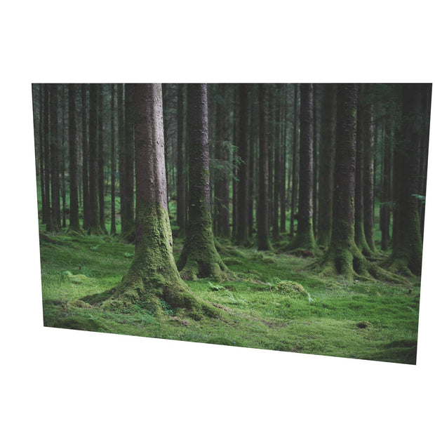 Woods, Gougane Barra, Co. Cork