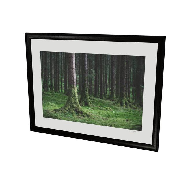 Woods, Gougane Barra, Co. Cork