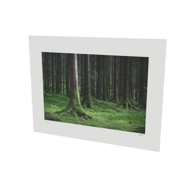Woods, Gougane Barra, Co. Cork