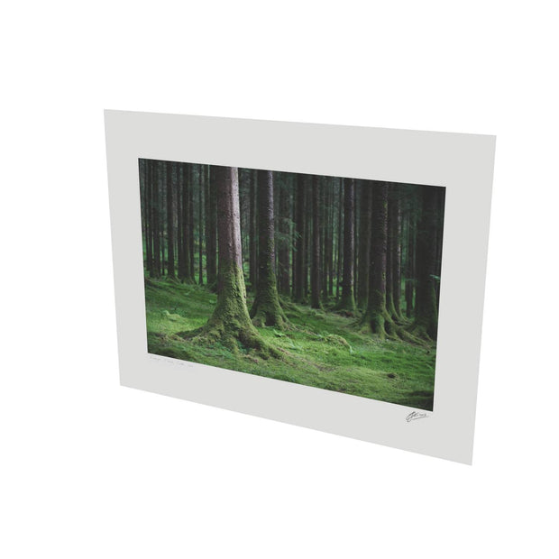 Woods, Gougane Barra, Co. Cork