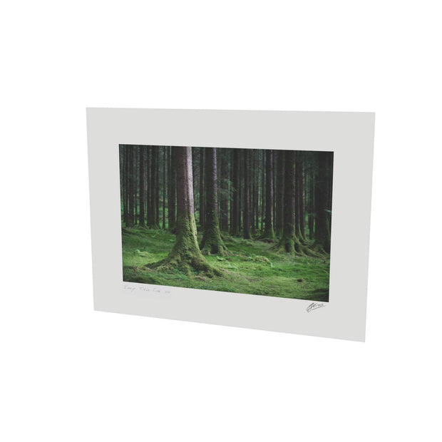 Woods, Gougane Barra, Co. Cork