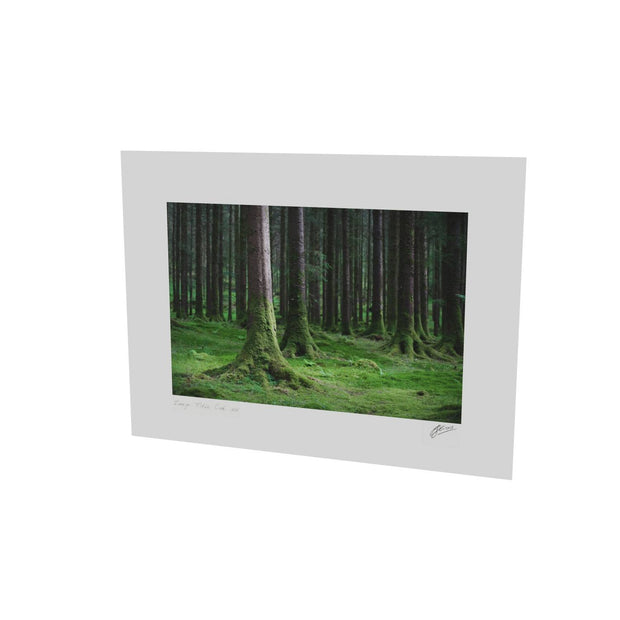 Woods, Gougane Barra, Co. Cork