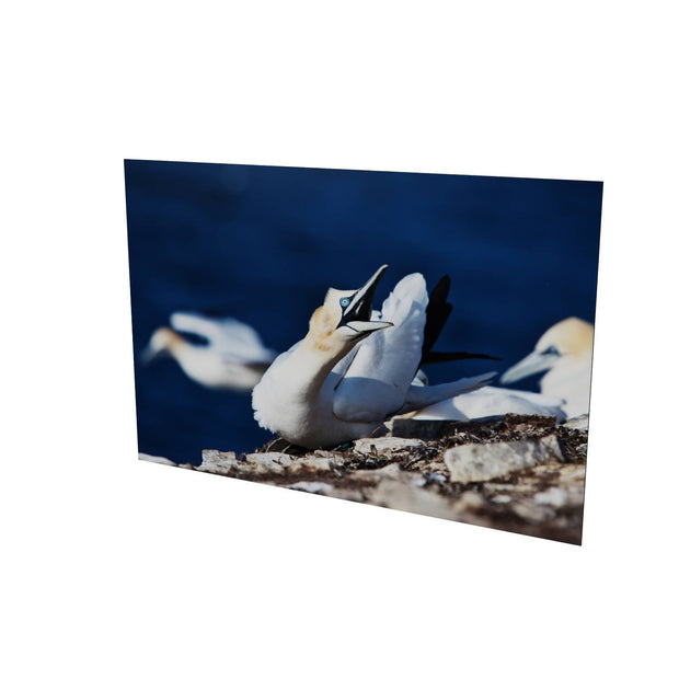 Angry Gannet, Bull Rock, Co. Cork