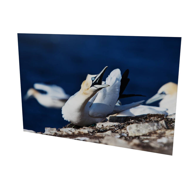 Angry Gannet, Bull Rock, Co. Cork