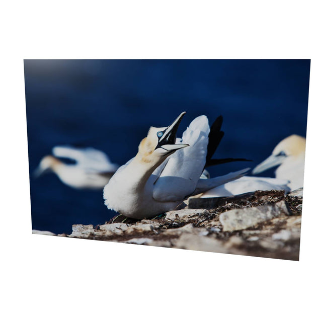 Angry Gannet, Bull Rock, Co. Cork