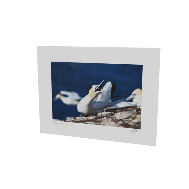 Angry Gannet, Bull Rock, Co. Cork
