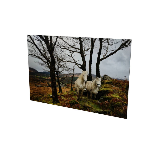 Horses, Gougane Barra, Cork