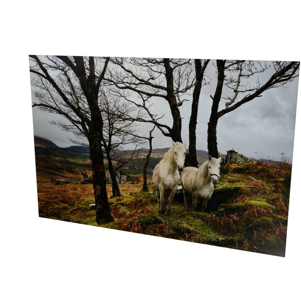 Horses, Gougane Barra, Cork