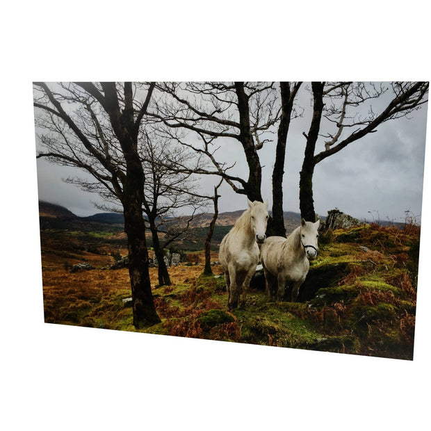 Horses, Gougane Barra, Cork