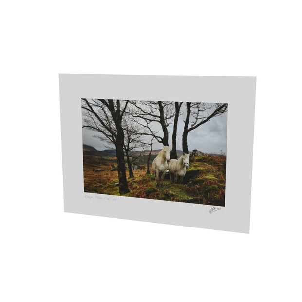 Horses, Gougane Barra, Cork
