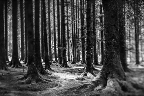 Black and white forest photograph from Gougane Barra, Cork, with a twisting tree among straight pines, shot on 8x10 film