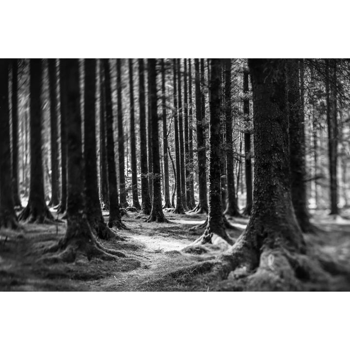 The Twisting Path, Gougane Barra, Cork