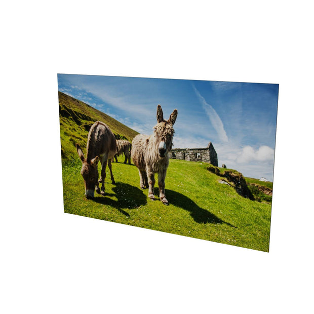 Donkeys, Great Blasket Island, Co. Kerry