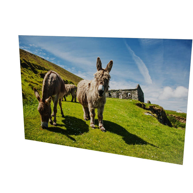 Donkeys, Great Blasket Island, Co. Kerry