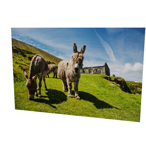 Donkeys, Great Blasket Island, Co. Kerry