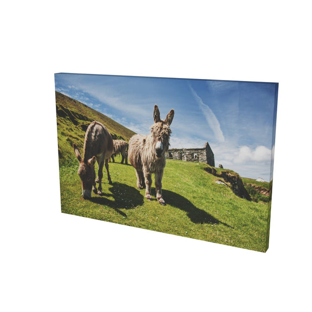 Donkeys, Great Blasket Island, Co. Kerry