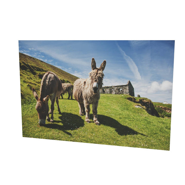 Donkeys, Great Blasket Island, Co. Kerry