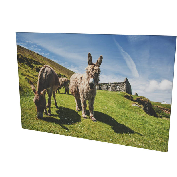 Donkeys, Great Blasket Island, Co. Kerry