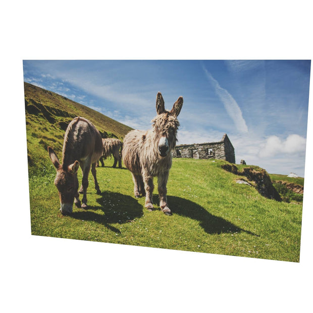 Donkeys, Great Blasket Island, Co. Kerry