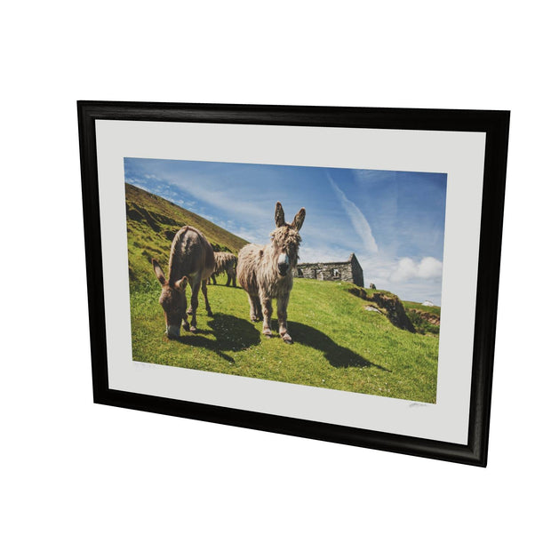 Donkeys, Great Blasket Island, Co. Kerry