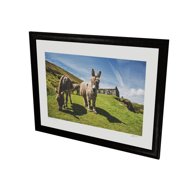 Donkeys, Great Blasket Island, Co. Kerry