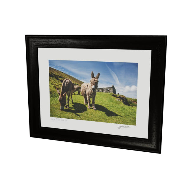 Donkeys, Great Blasket Island, Co. Kerry