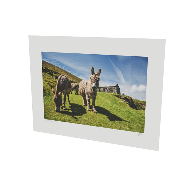 Donkeys, Great Blasket Island, Co. Kerry