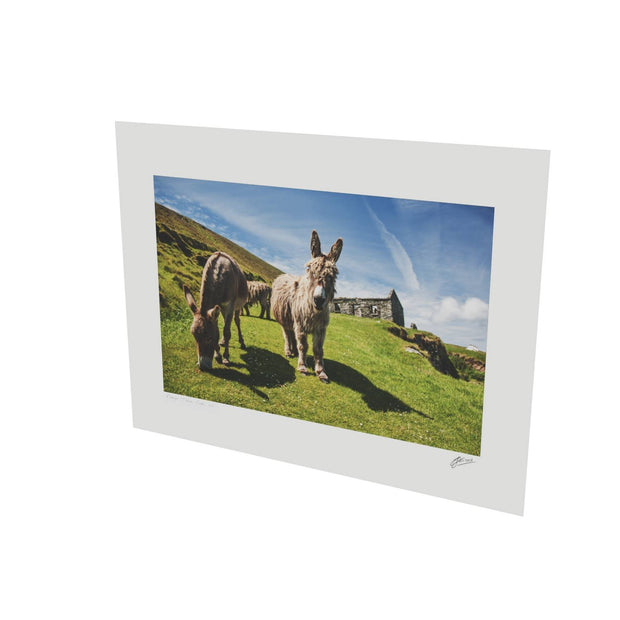 Donkeys, Great Blasket Island, Co. Kerry