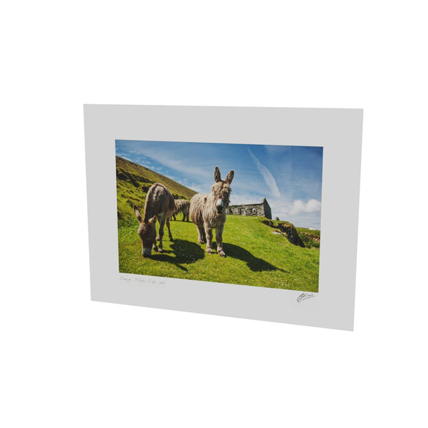 Donkeys, Great Blasket Island, Co. Kerry