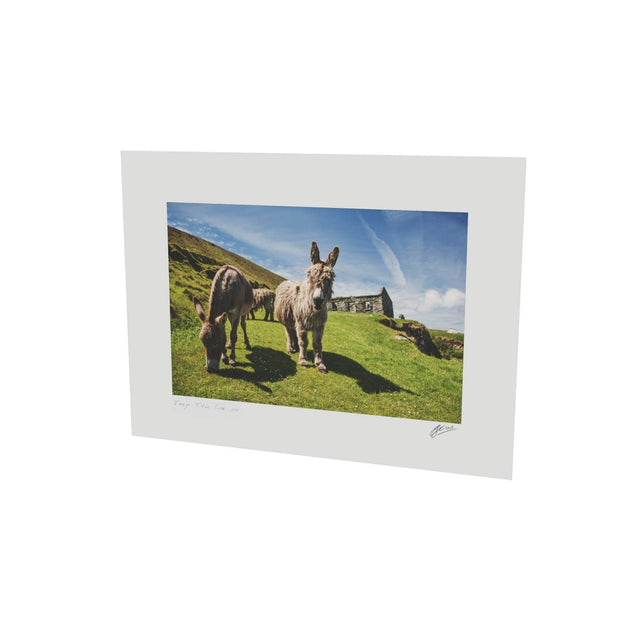 Donkeys, Great Blasket Island, Co. Kerry